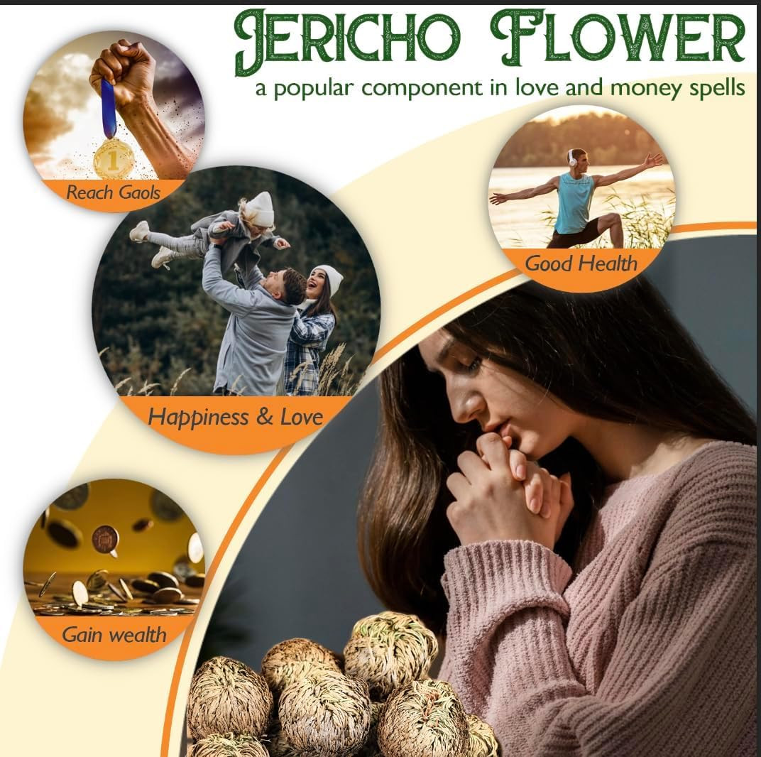 4-Pack Large Premium Dried Rose of Jericho, Selaginella Resurrection Grass, Drie