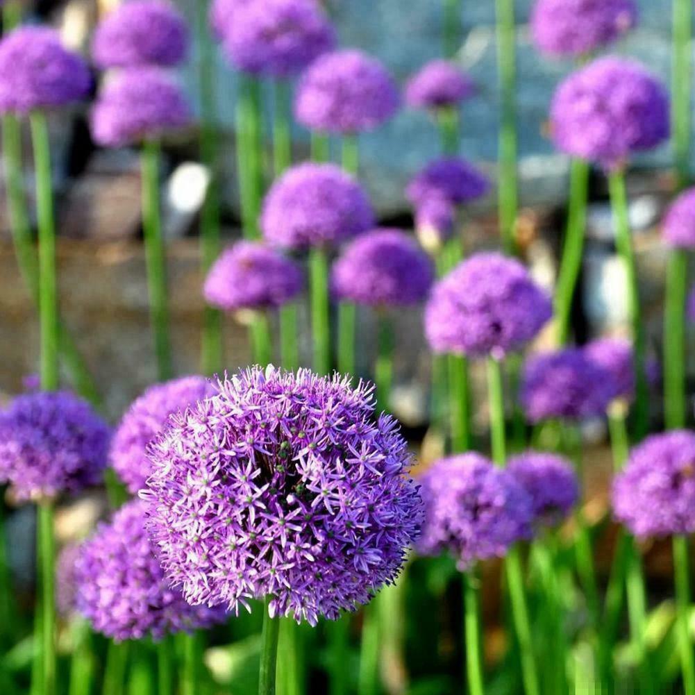 100pcs purple giant Allium giganteum flower seeds garden plant decor