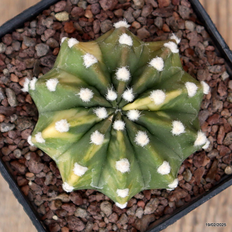 D546 ECHINOPSIS SUBDENUDATA VARIEGATED pot10-H6-W8 cm MaMa Cactus