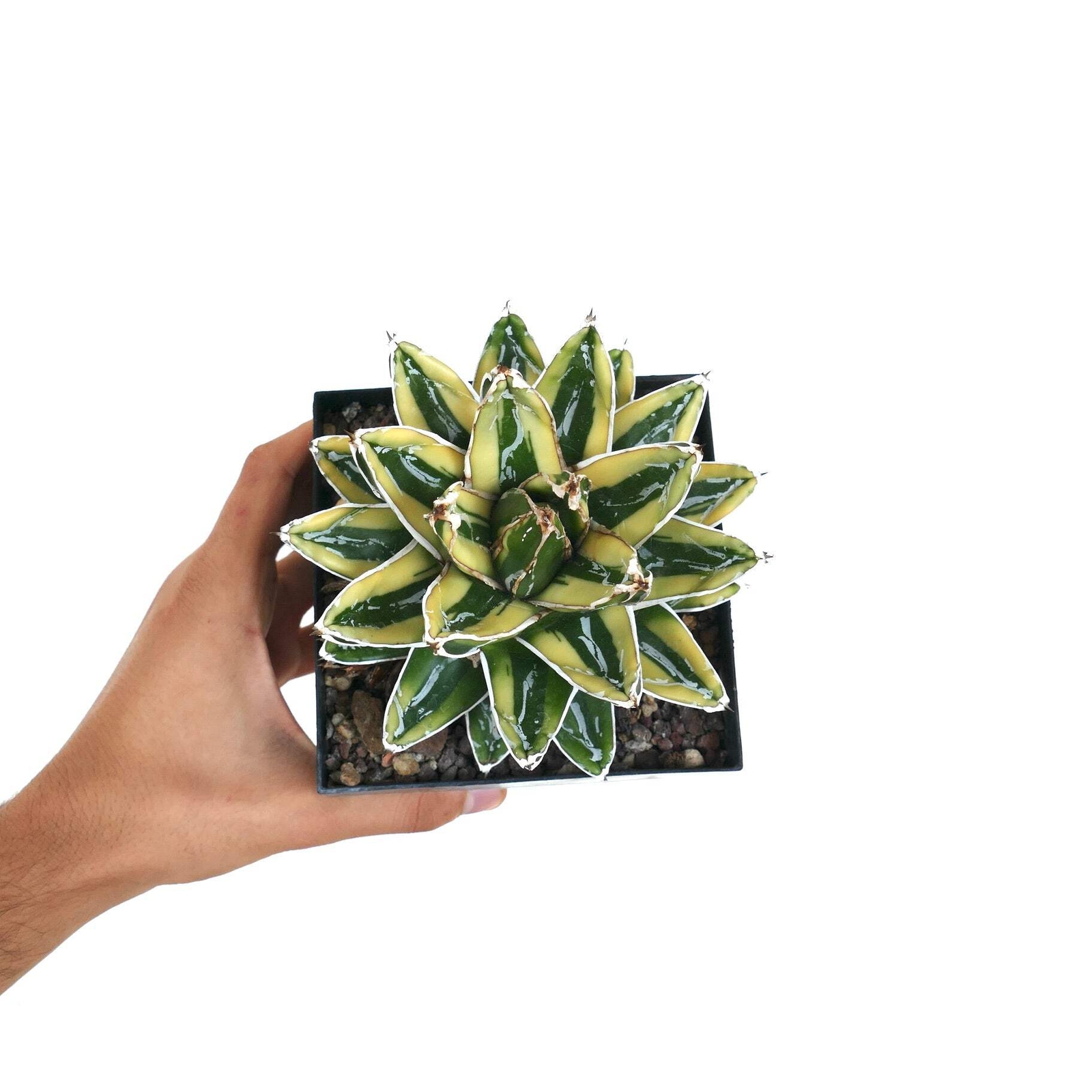 Agave victoriae-reginae cv KIZAN –