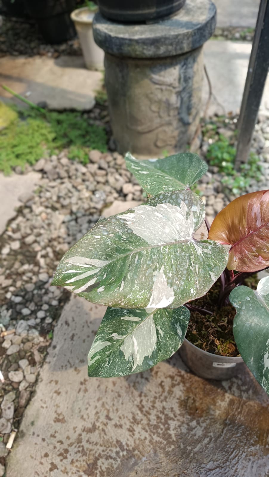 Real Picture Philodendron White Anderson Galaxy Marble Variegated Big Size