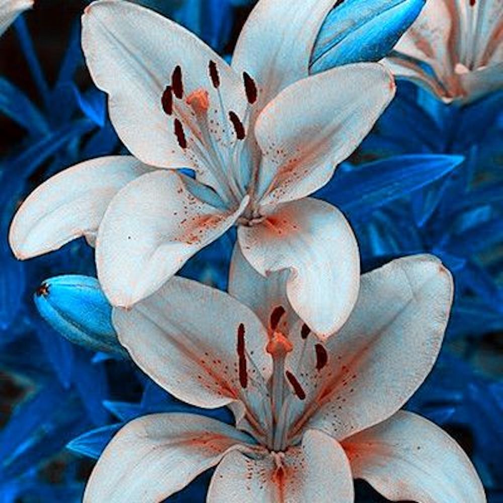 (10) LILY SEEDS rare exotic flower bloom home blossom garden USA SELLER W/TRACK