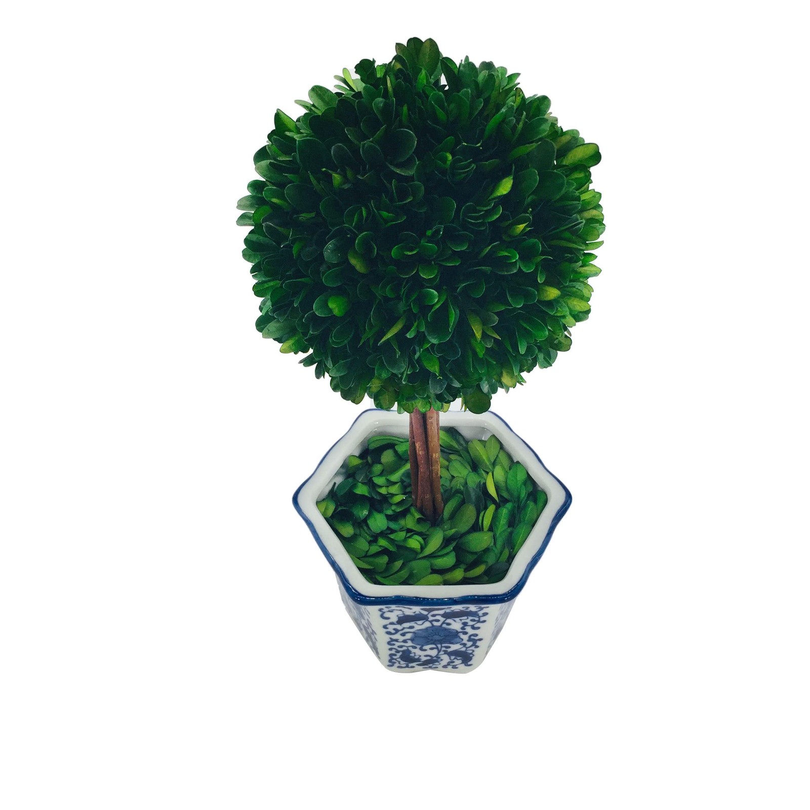 Preserved Boxwood Topiary Tree in Blue & White Ceramic Pot – Plant and Table …