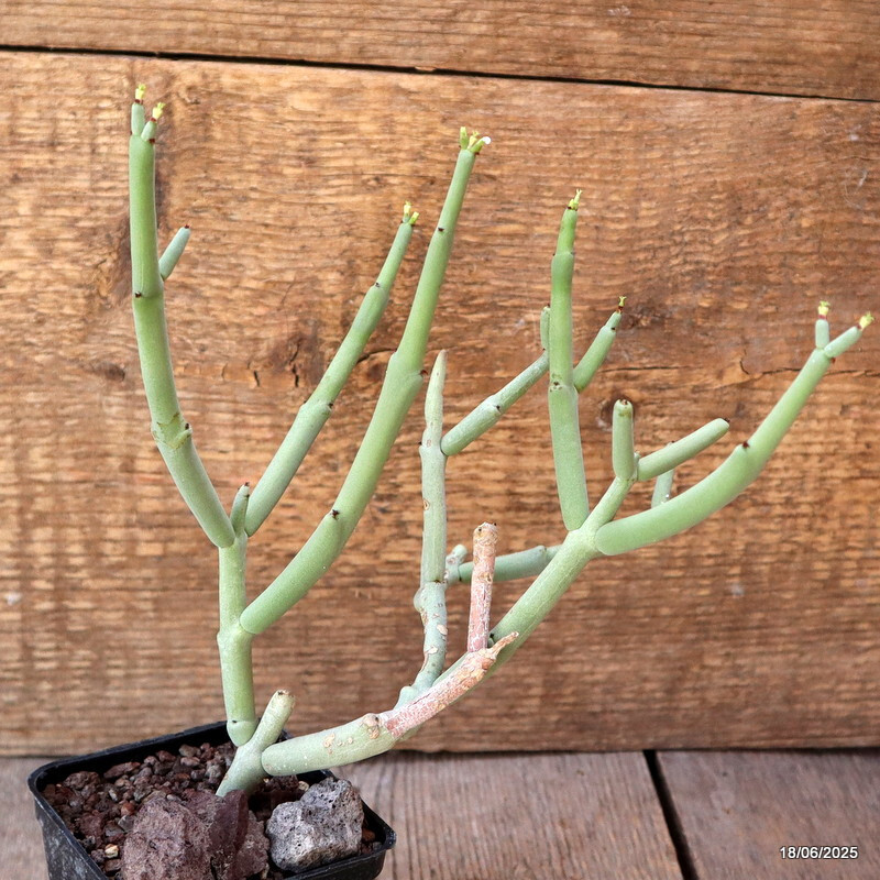 D4664 EUPHORBIA CHERSINA pot7-H18-W19 cm MaMa Cactus