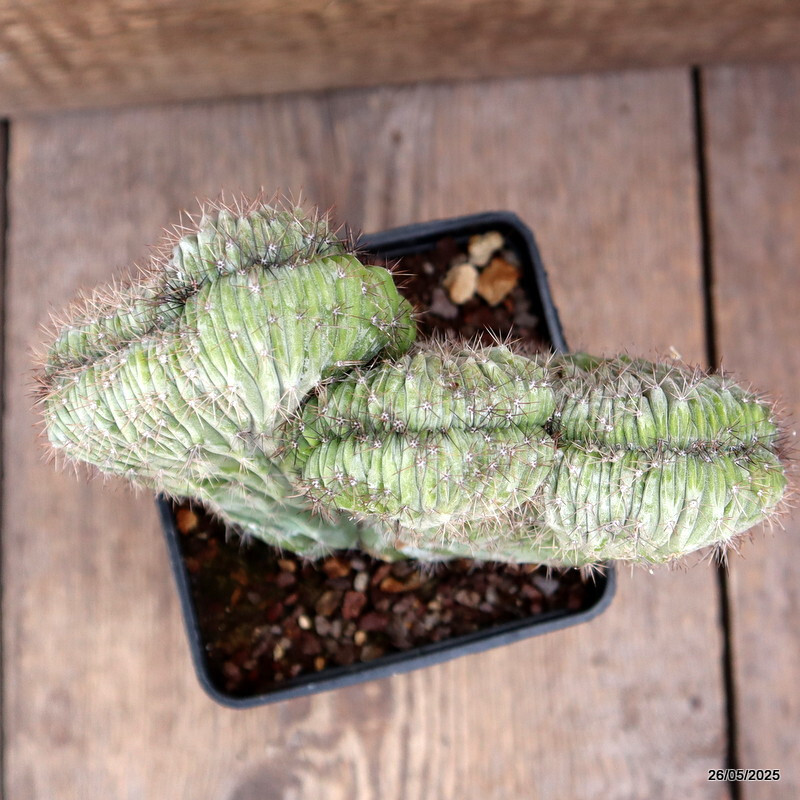 D4373 POLASKIA CHICHIPE CRESTED pot10-H14-W15 cm MaMa Cactus