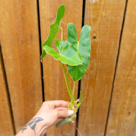 Burle Marx Philodendron Cutting | Air Roots w/ Multiple Nodes | Indoor & Outdoor