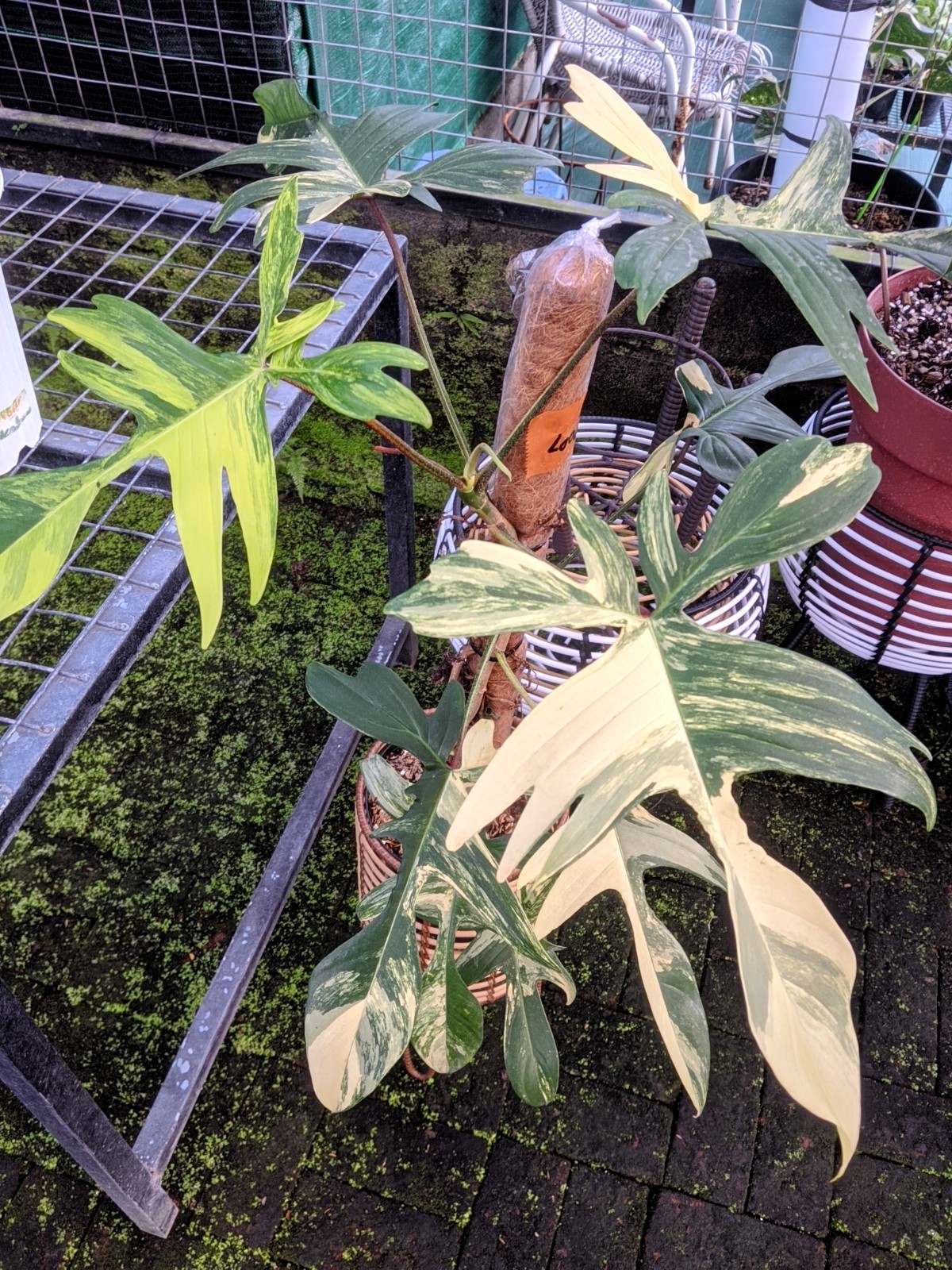 Philodendron Florida Beauty Variegated Real Picture Large Size Free Phito