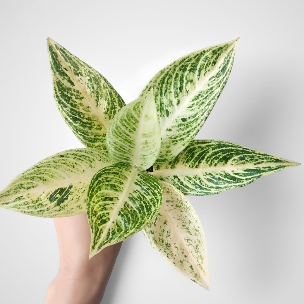 Aglaonema white legacy unique plant tropical house