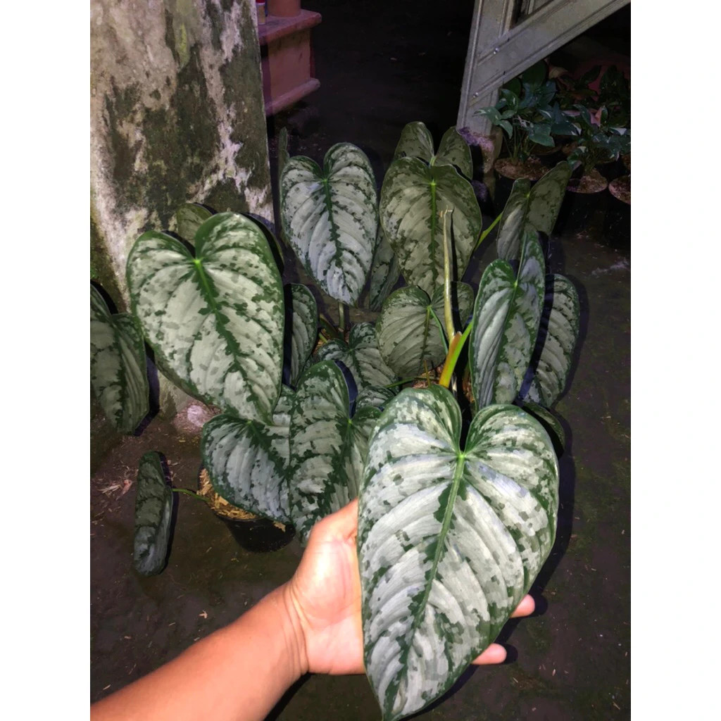 Philodendron Brandtianum Mature Size Live Tropical Plant PL118