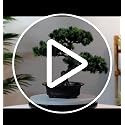 Artificial Bonsai Pine Tree, 11Inch Faux Potted Plant Desk Display Fake Tree Pot
