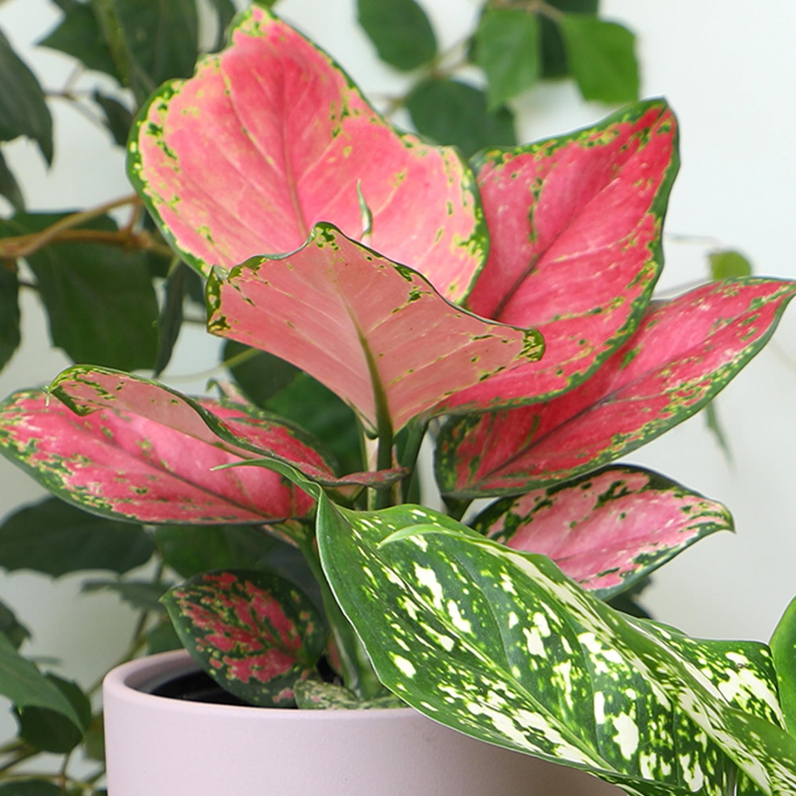 Live Aglaonema Chinese Evergreen Plant ‘Beauty’, Indoor Houseplant for Home o…