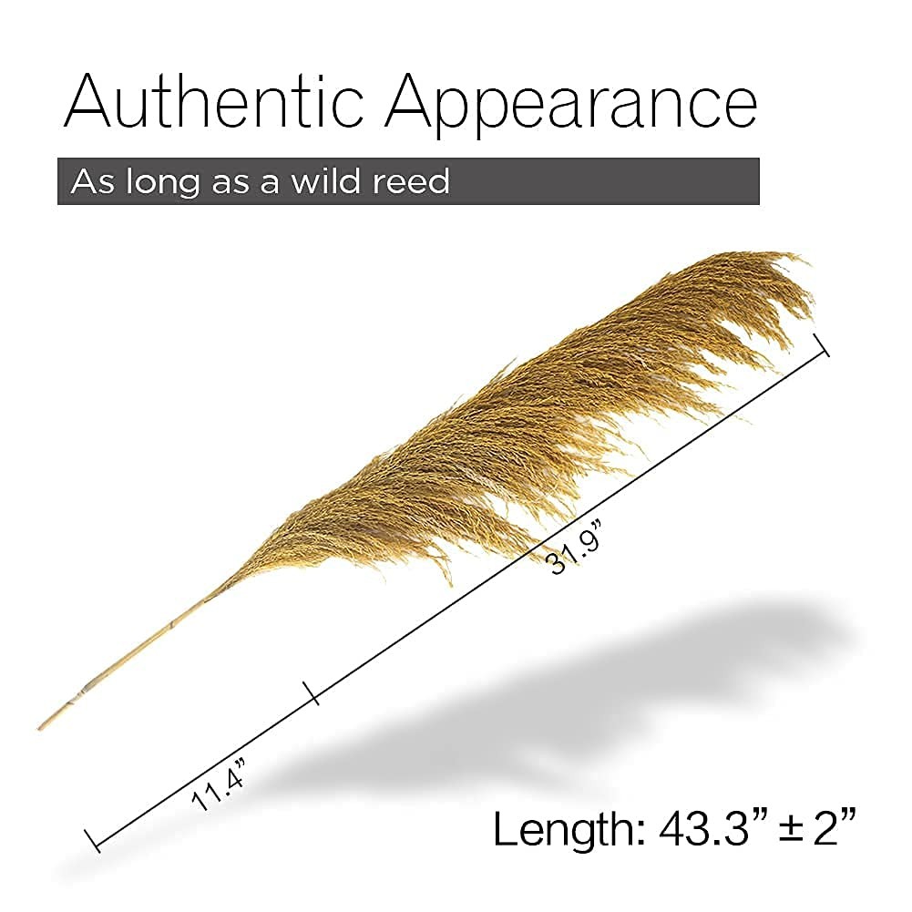 Pampas Grass Decor Tall,Long Pampas, Large Pompas Floral, Elegant Feather Flo…