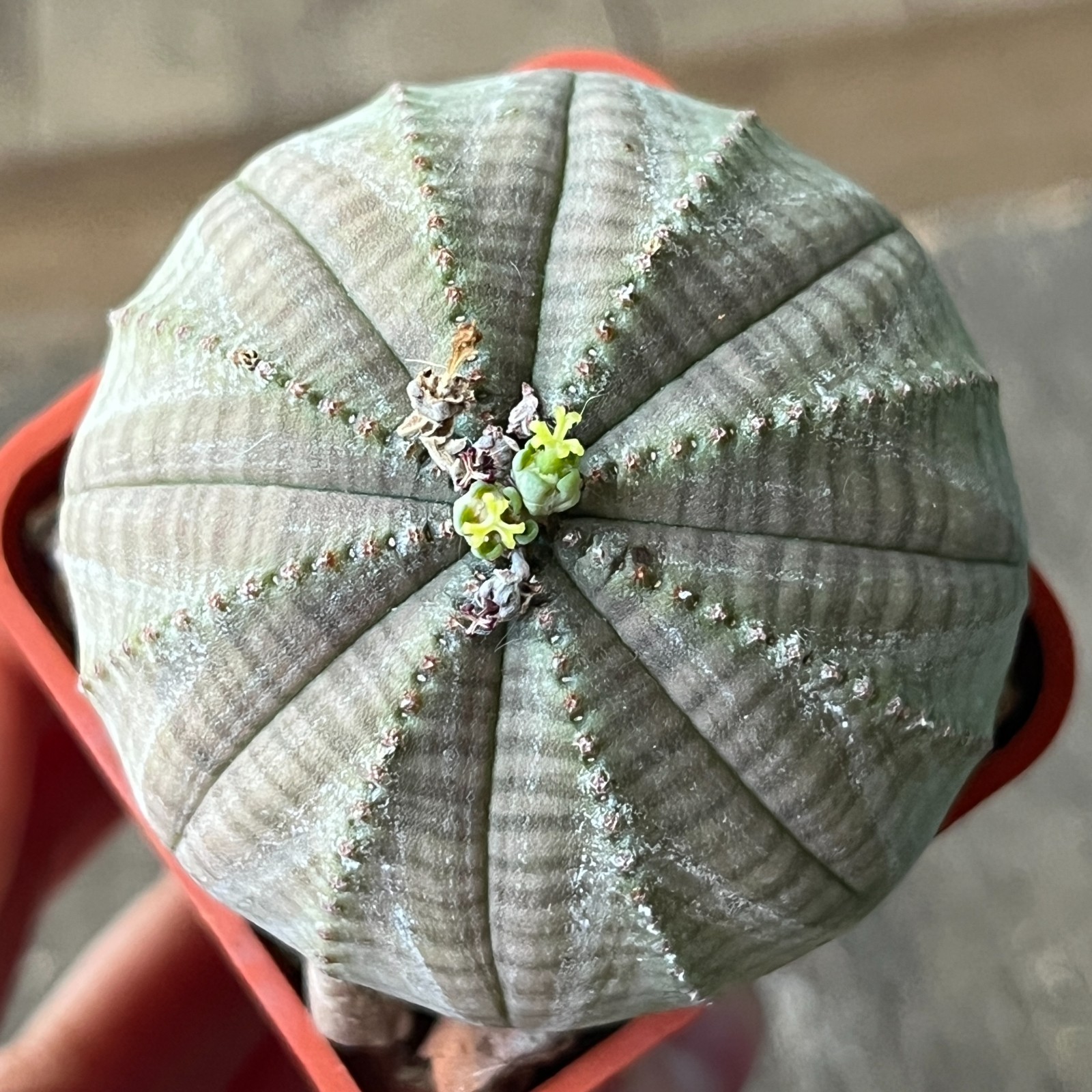 A42-2089 Euphorbia obesa pair M+F, own root