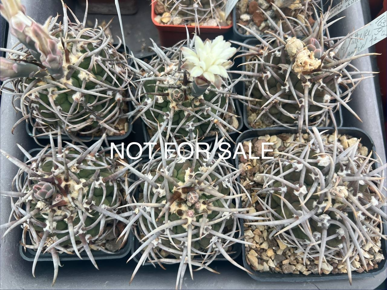 A43-1308 Gymnocalycium vatteri v. altautinense, own root