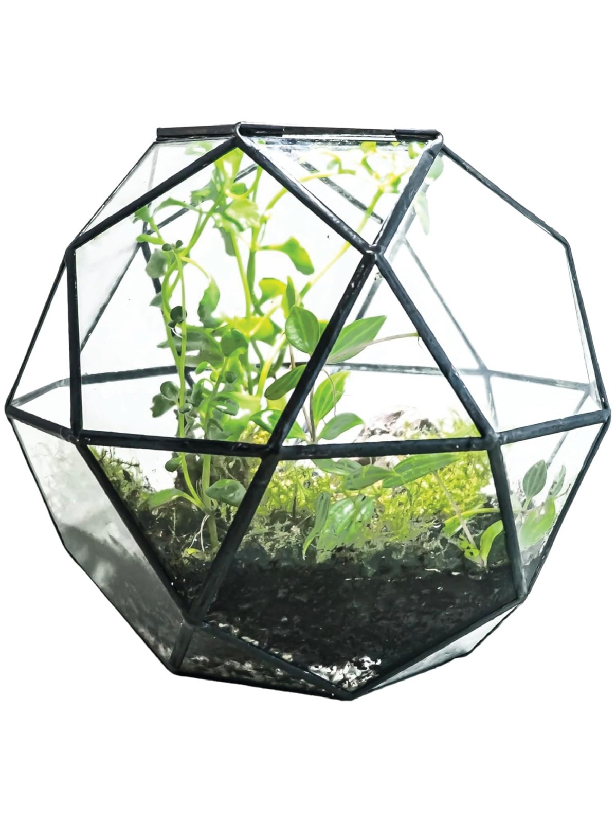 Clear Glass Terrarium with Door – Sphere Design Planter for Moss & Indoor Plants