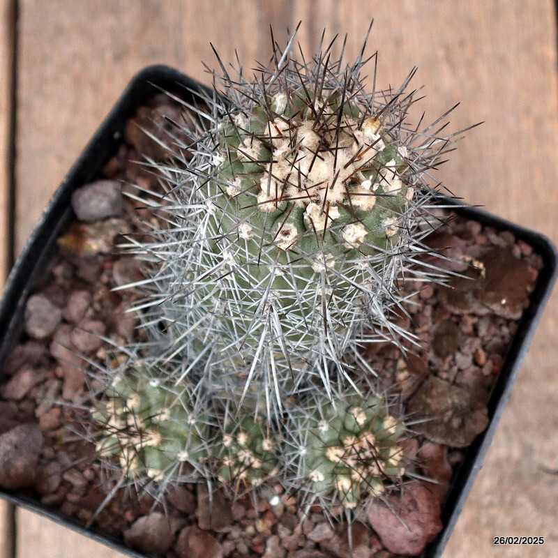 D3678 COPIAPOA LONGISPINA pot14-H13-W11 cm MaMa Cactus