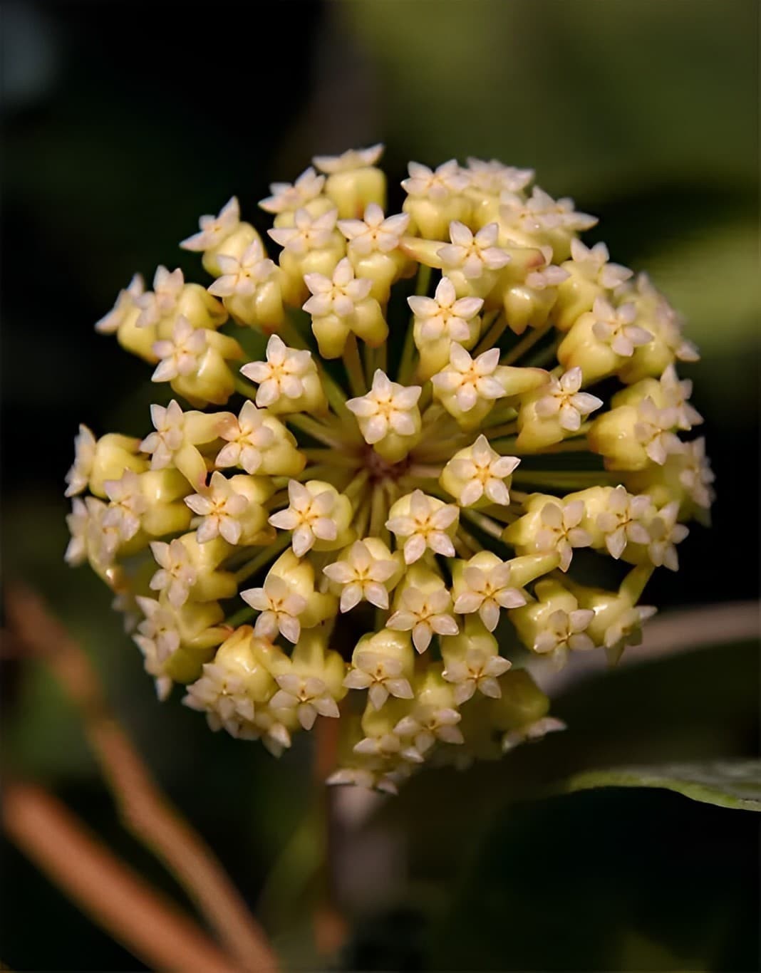 Hoya Cv Golden Eye Rare Plant