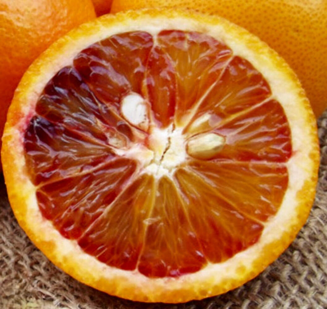 Citrus sinensis cv TAROCCO SCIRE’ (Sicily) – ORANGE TREE PLANT