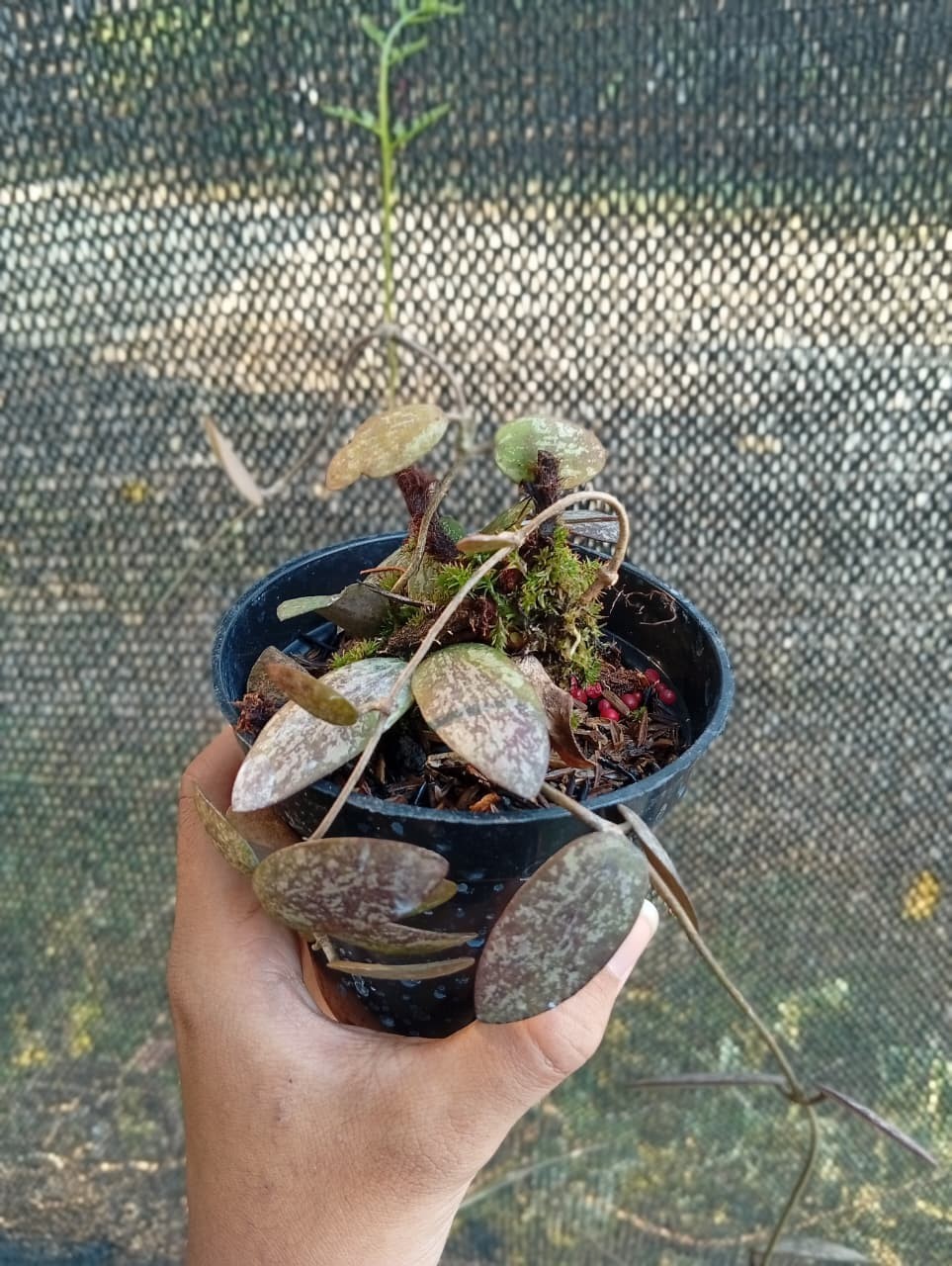 Real Picture Hoya Sigillatis Red Splash Rare Plant