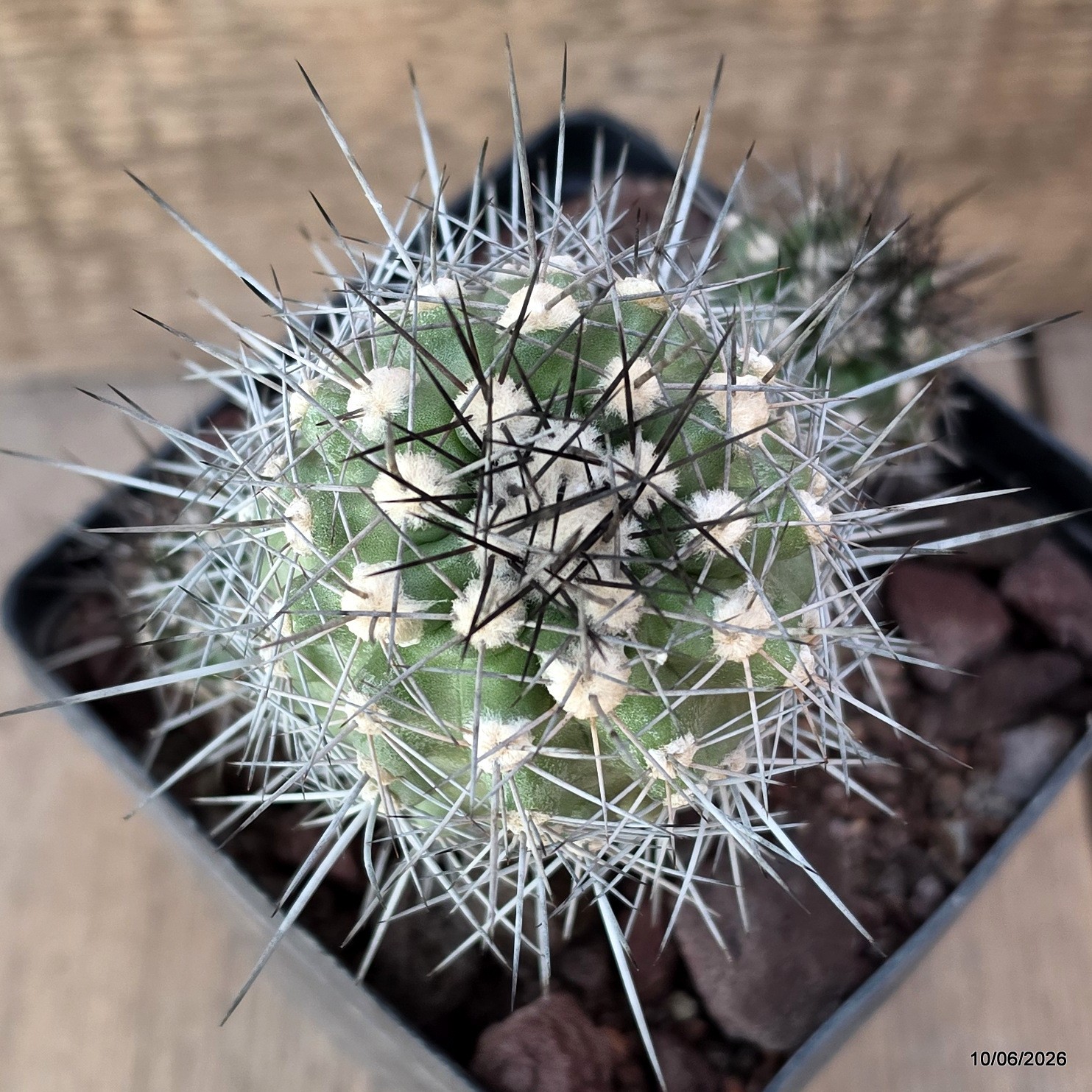 D3611 COPIAPOA HUMILIS V. LONGISPINA pot12-H12,5-W11,5 cm MaMa Cactus