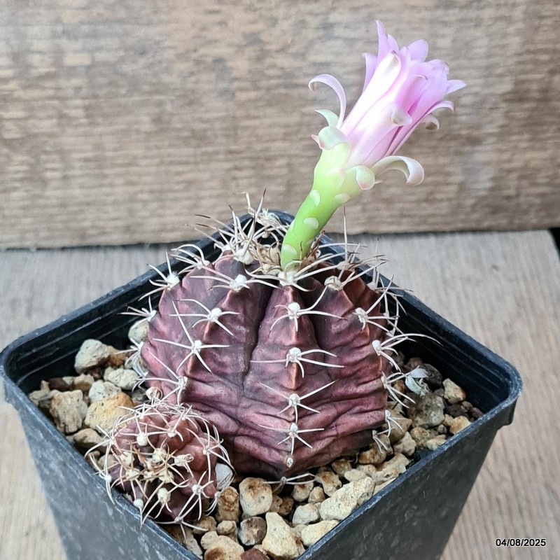 D5703 GYMNOCALYCIUM MIHANOVICHII pot9-H5,5-W8 cm MaMa Cactus