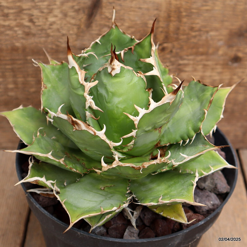 D162 AGAVE TITANOTA pot18-H15-W19 cm MaMa Cactus