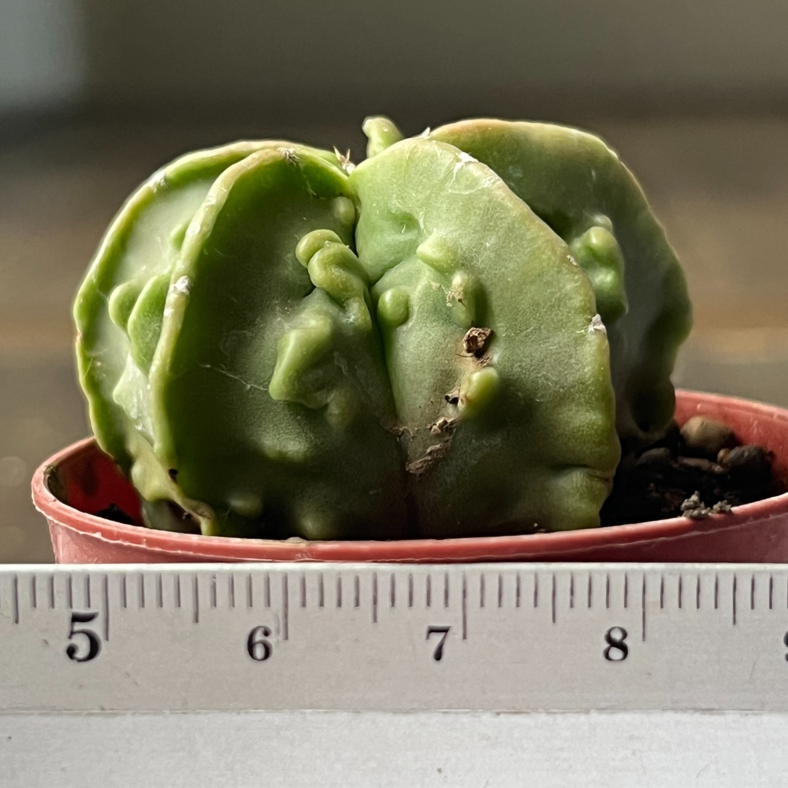 A41-1166 Astrophytum myriostigma cv. FUKURYU, own root