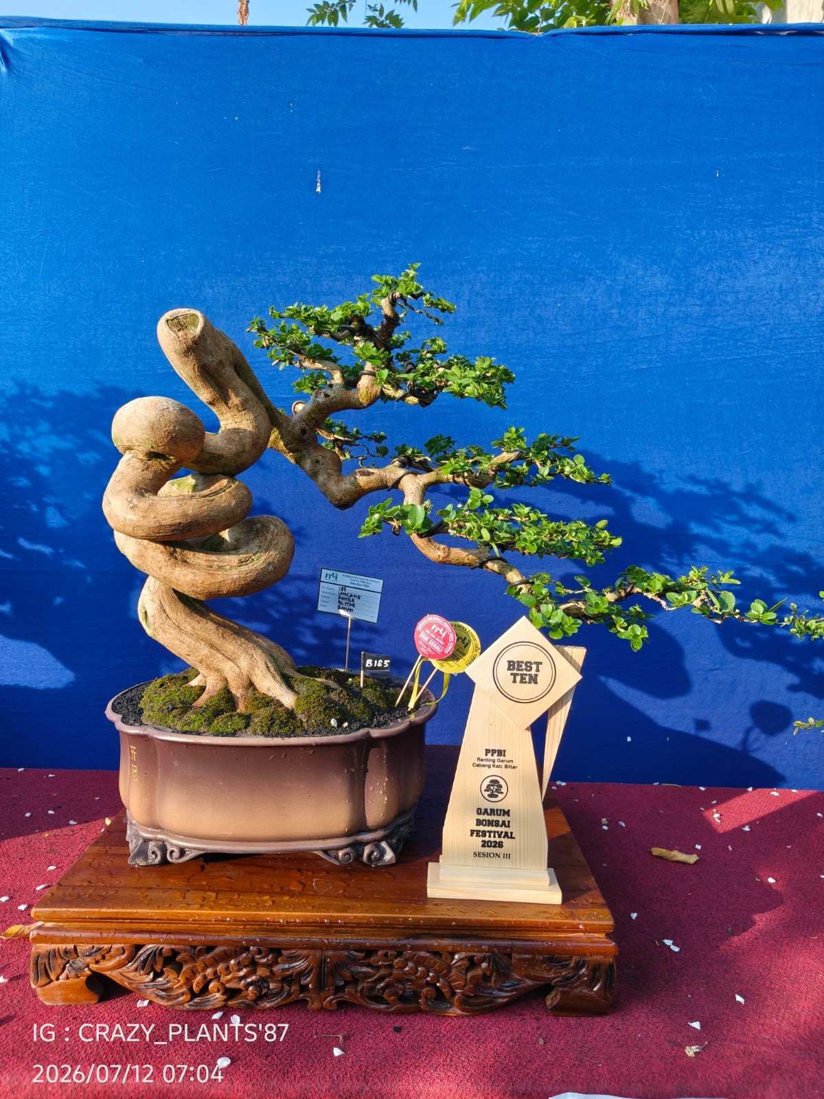 REAL PICT – Premna Microphylla Bonsai Tree – Big Size -RARE EXCLUSIVE EXHIBITION
