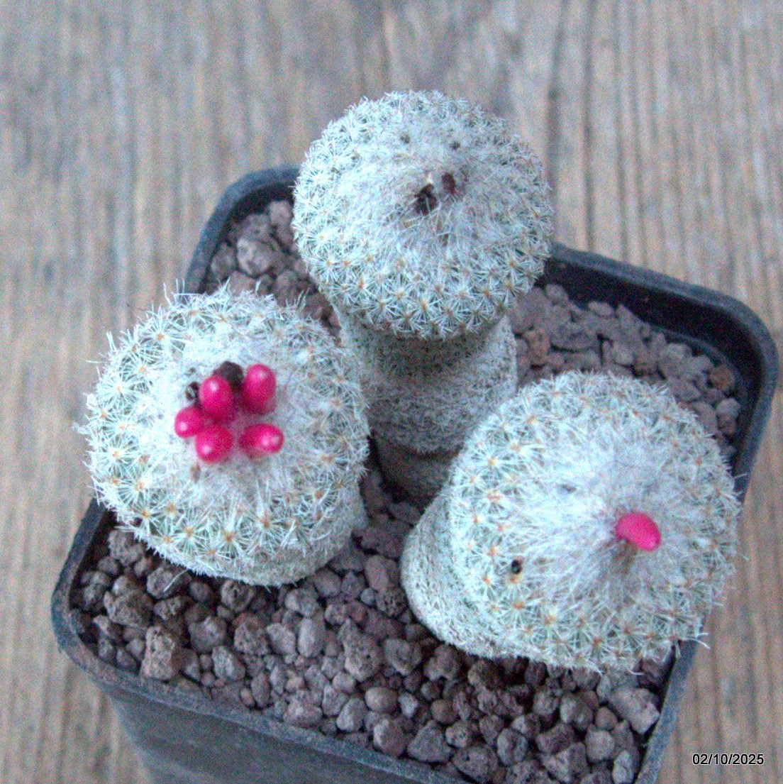 D6820 EPITHELANTHA MICROMERIS pot7-H7-W7 cm MaMa Cactus