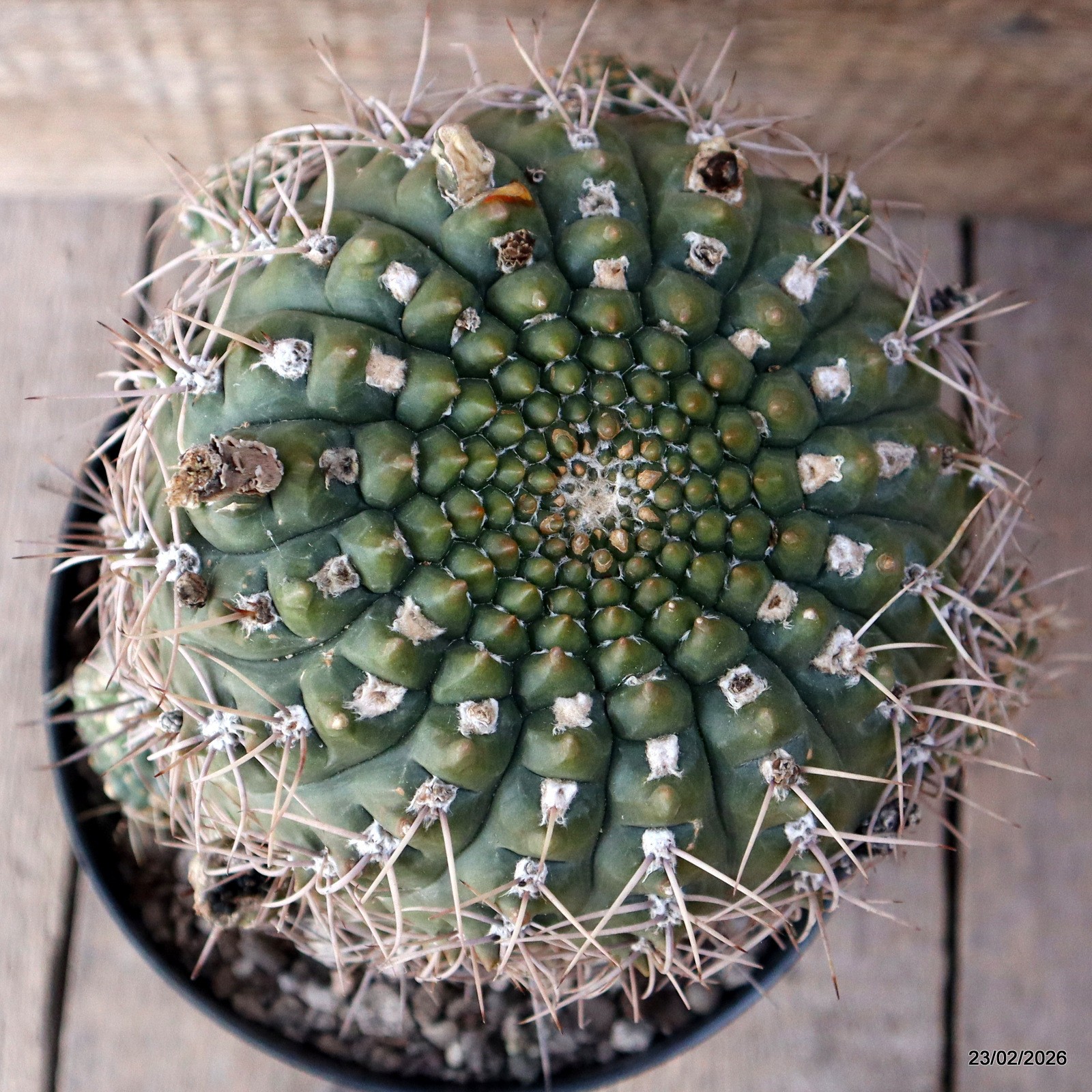 D7852 GYMNOCALYCIUM VIEDTZIANUM pot18-H18-W19 cm MaMa Cactus
