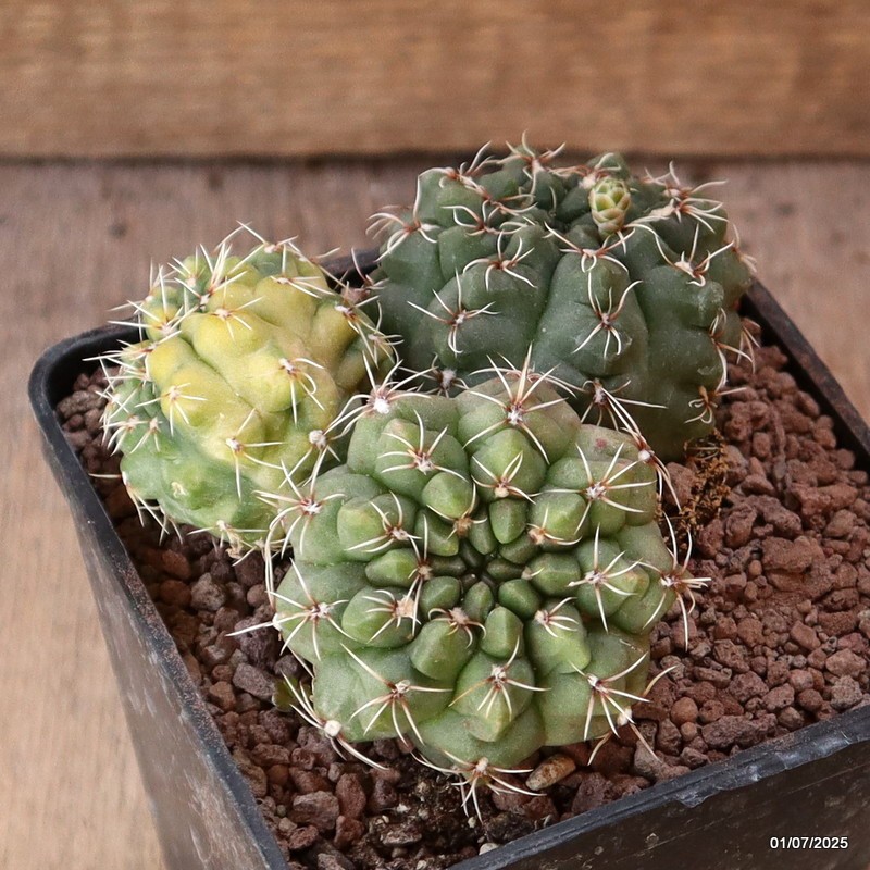 D5000 GYMNOCALYCIUM BALDIANUM VARIEGATED pot10-H6-W10 cm MaMa Cactus