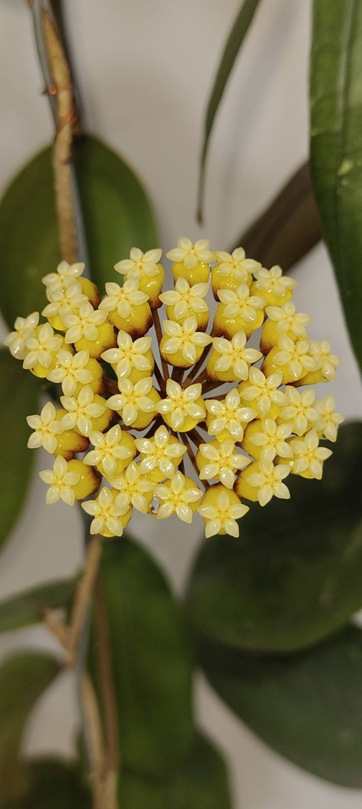 Hoya Sp Aceh Gomas Rare Plant