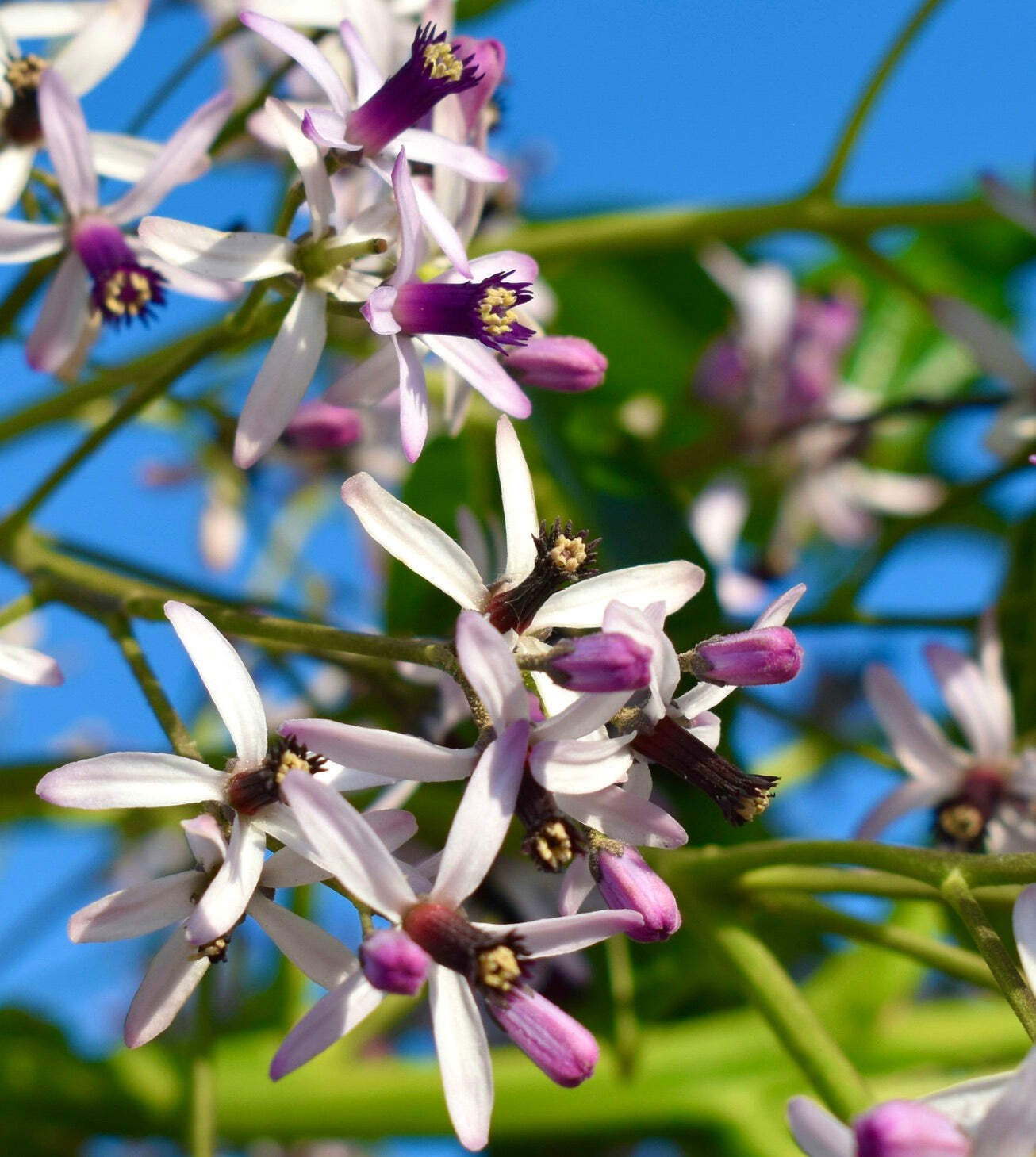Melia azedarach 70-80cm | Chinaberry | Persian lilac – Chinaberry | Persian lila