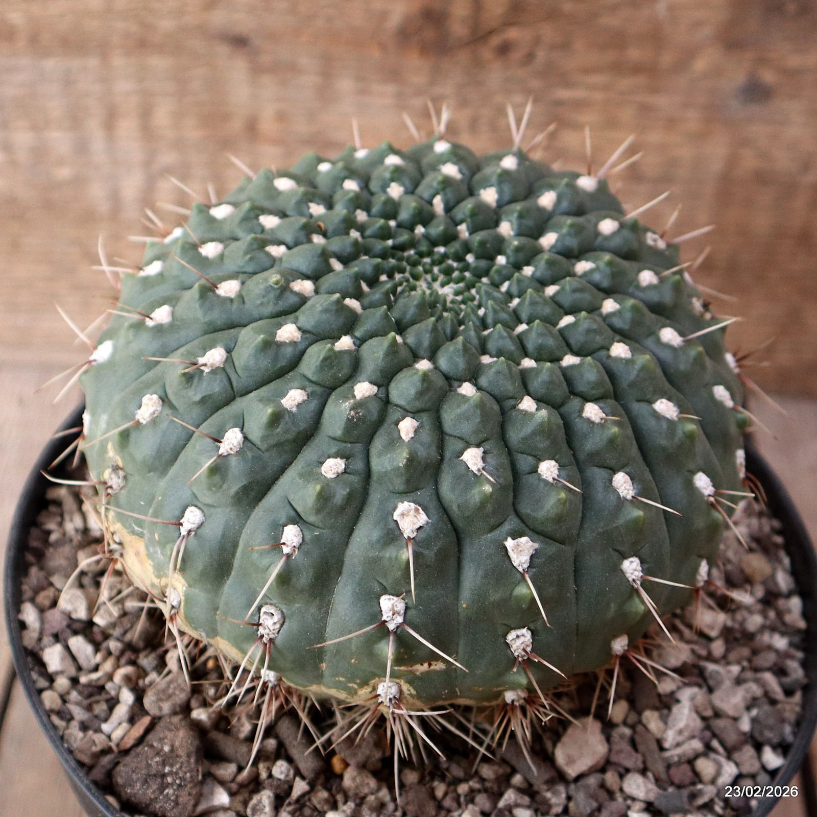D7865 GYMNOCALYCIUM VIEDTZIANUM pot18-H11-W14 cm MaMa Cactus