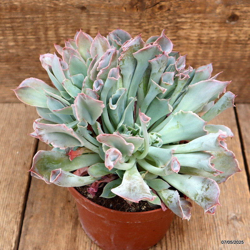 D3951 ECHEVERIA TRUMPET PINKY pot14-H15-W23 cm MaMa Cactus