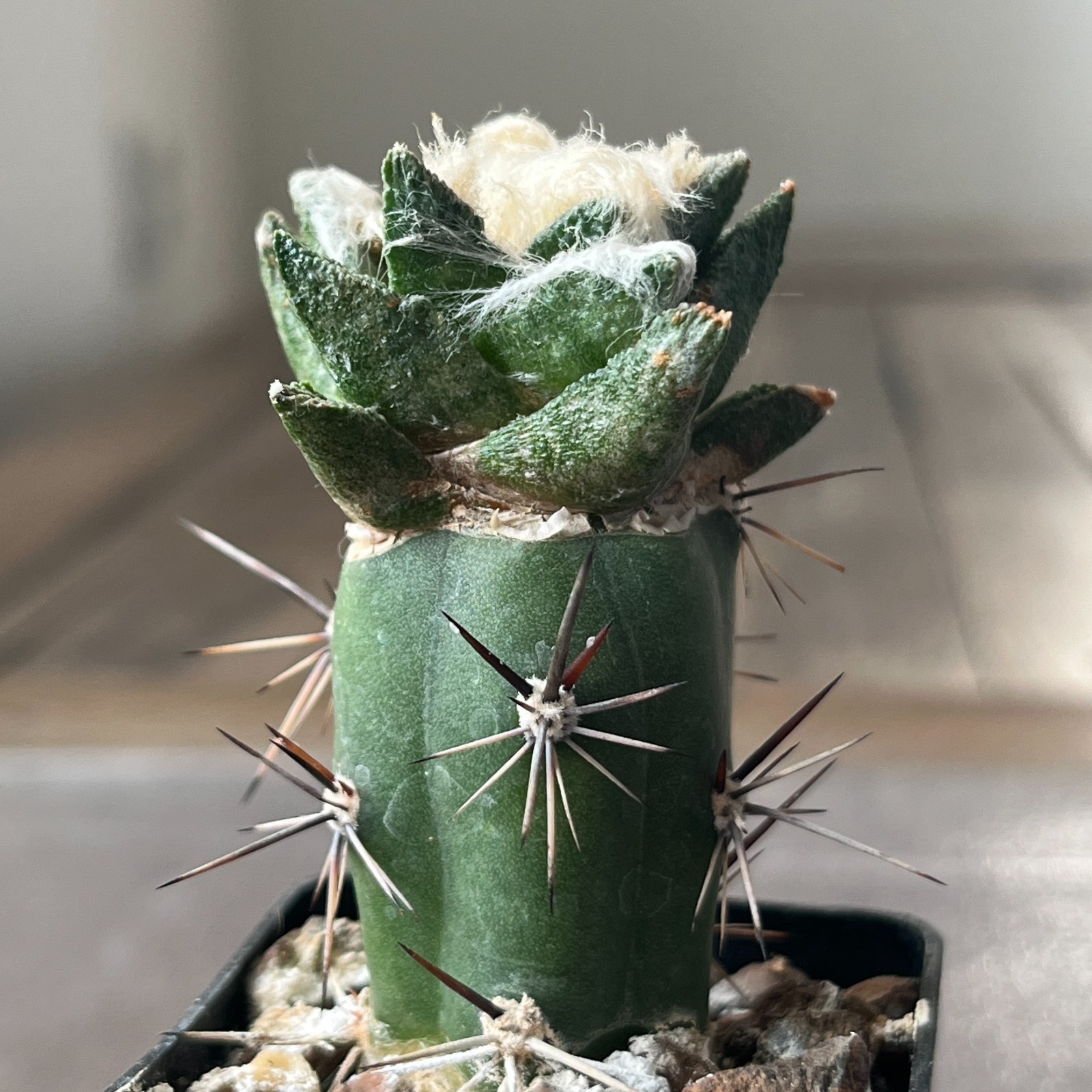 A8-1090 Cactus bravoanus VM288, El Nunes, 4 pieces (Grafted)