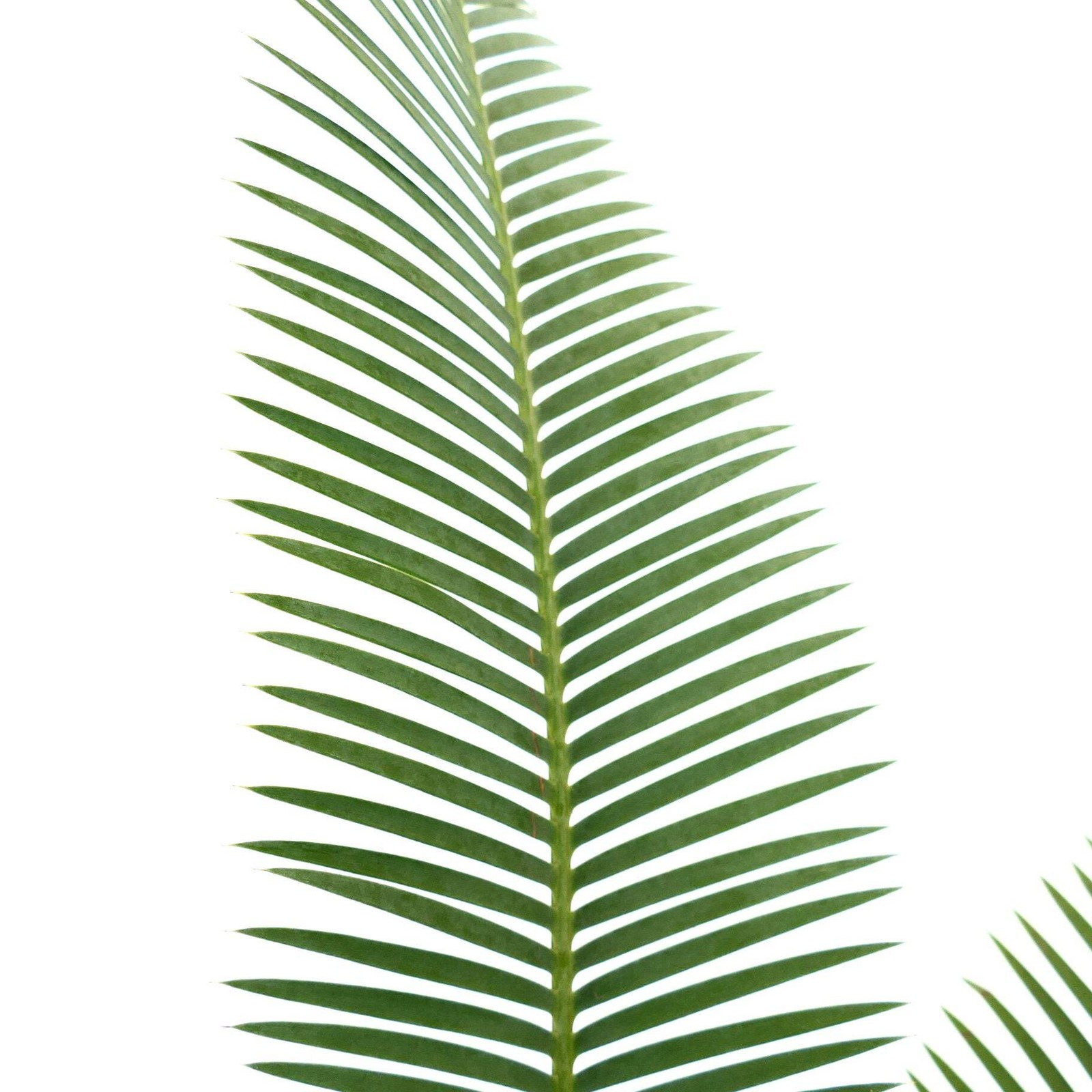 Dioon edule Jacala Form (Hidalgo, MX) 10x11cm Caudex – Chestnut dioon | Virgin’s