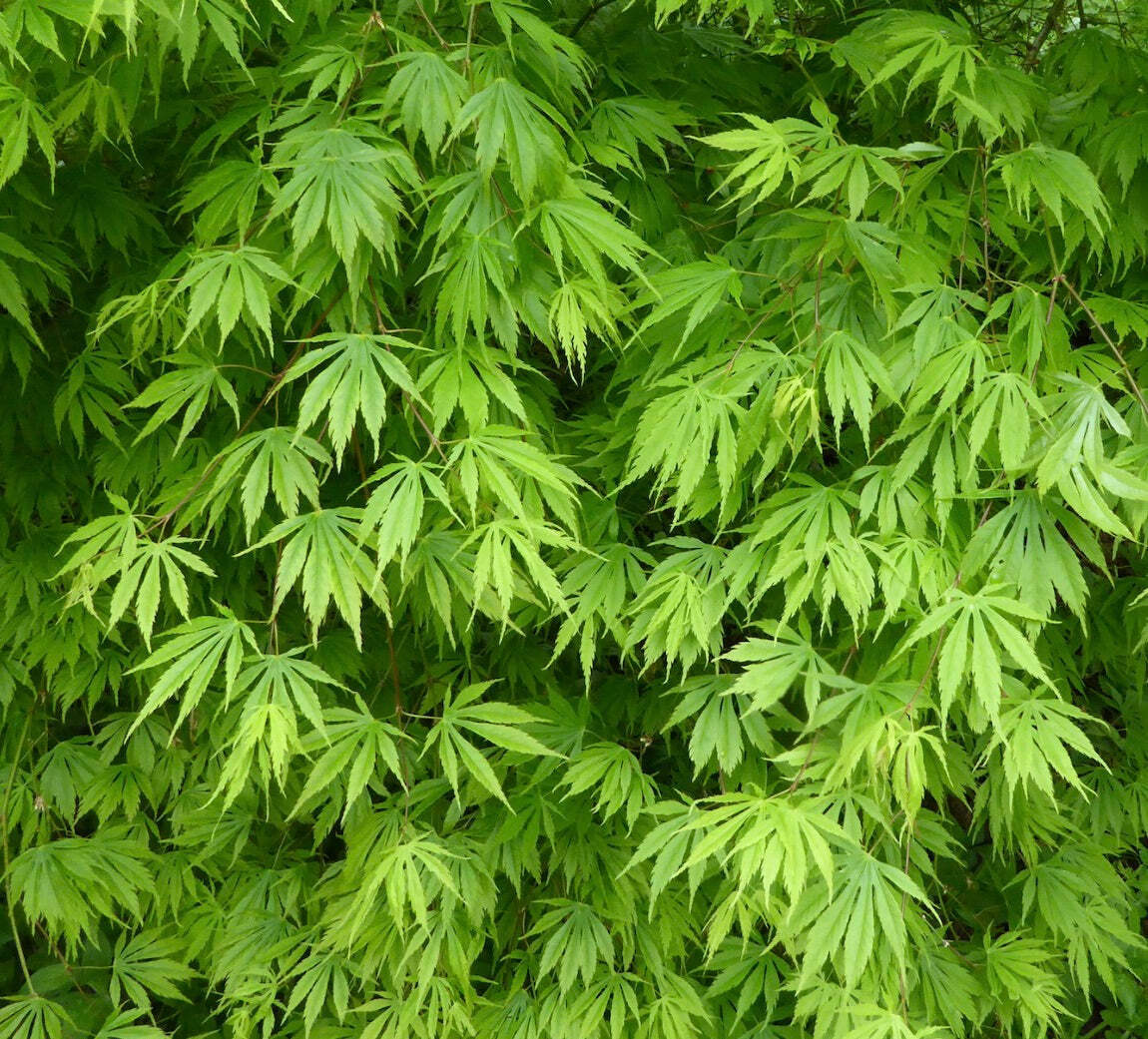 Acer palmatum polymorphum cv ‘Midori’ 緑 – Midori 緑 Japanese Maple