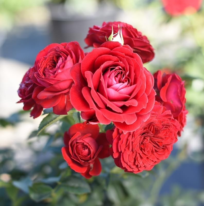 Live Red Rose Bush – Ideal Gift for Plant Lovers & Enthusiasts