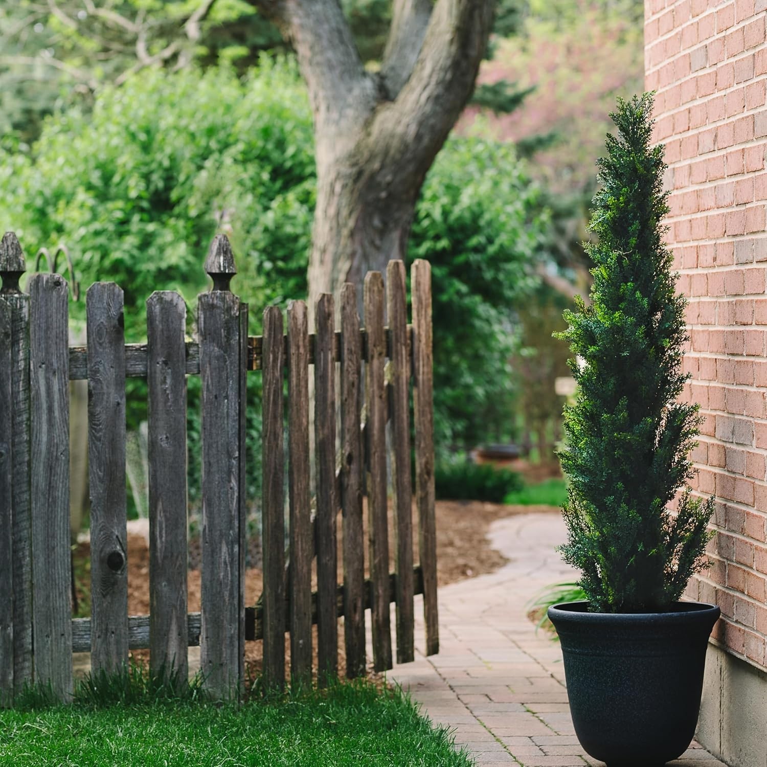 Pair of Pre-Potted Cedar Trees – Front Door & Garden Decor