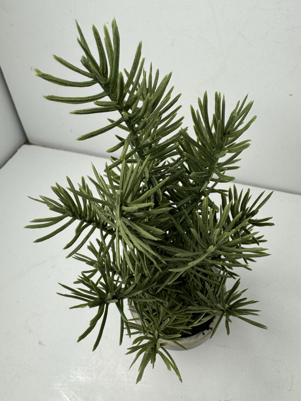 Spruce Potted Plant 6in Tall In Small Terracotta Pot