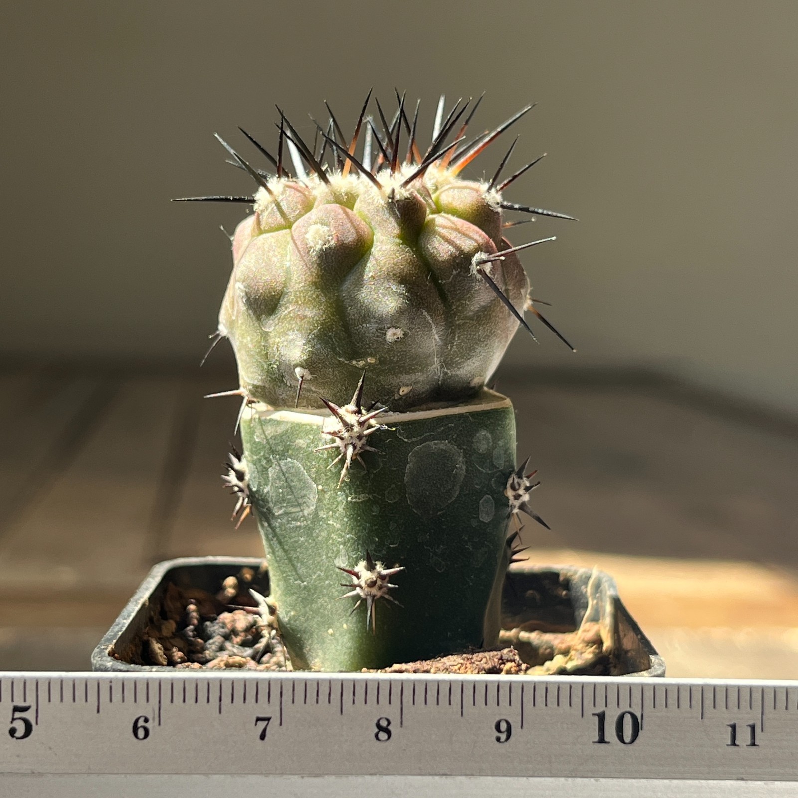 A31-488 Copiapoa cinerea HR1032, La Quinta, Super Black Spines, dark body