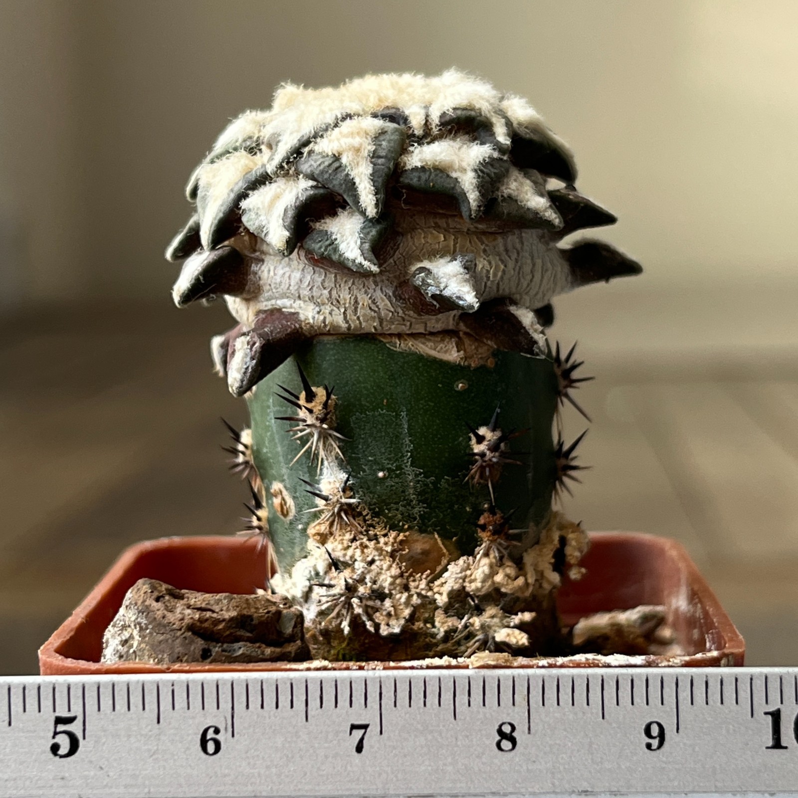 A33-53 Cactus kotschoubeyanus, VM465, Mina, NL, grafted