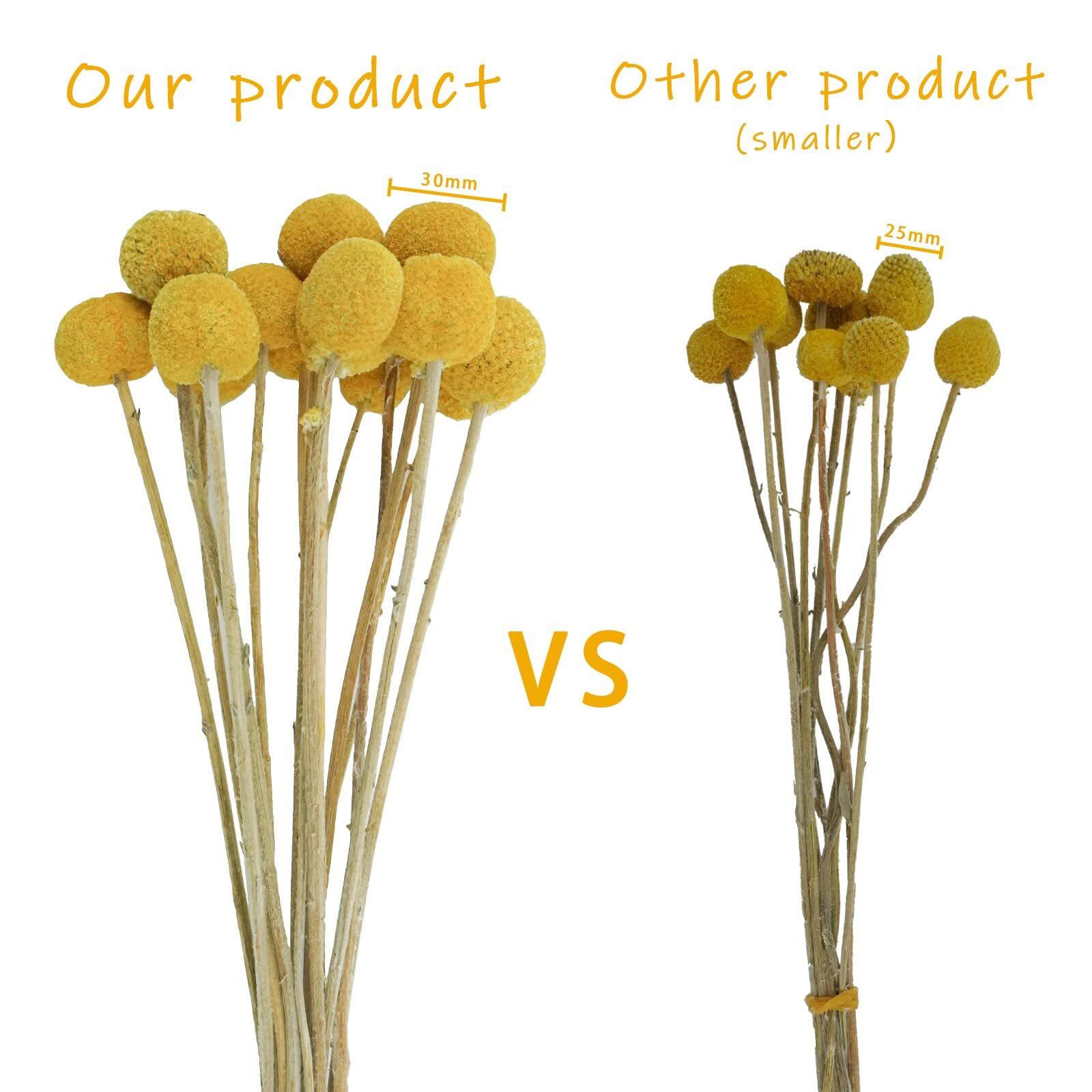 Uieke 30Pcs Natural Dried Flowers Craspedia Billy Balls Flowers Billy Buttons