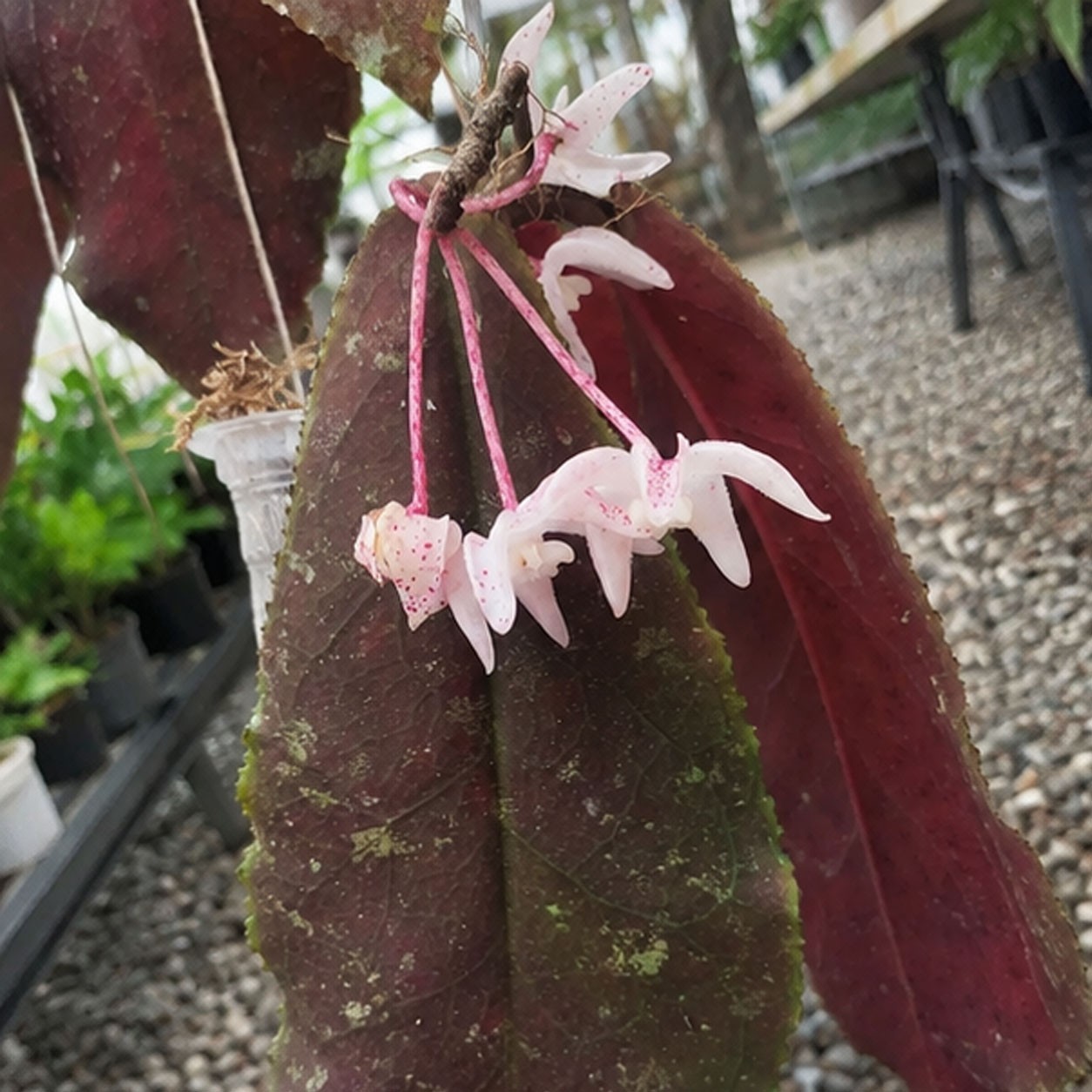 Hoya Undulata Red Rare Tropical Hoya Plant | Exotic Wax Collector Houseplant