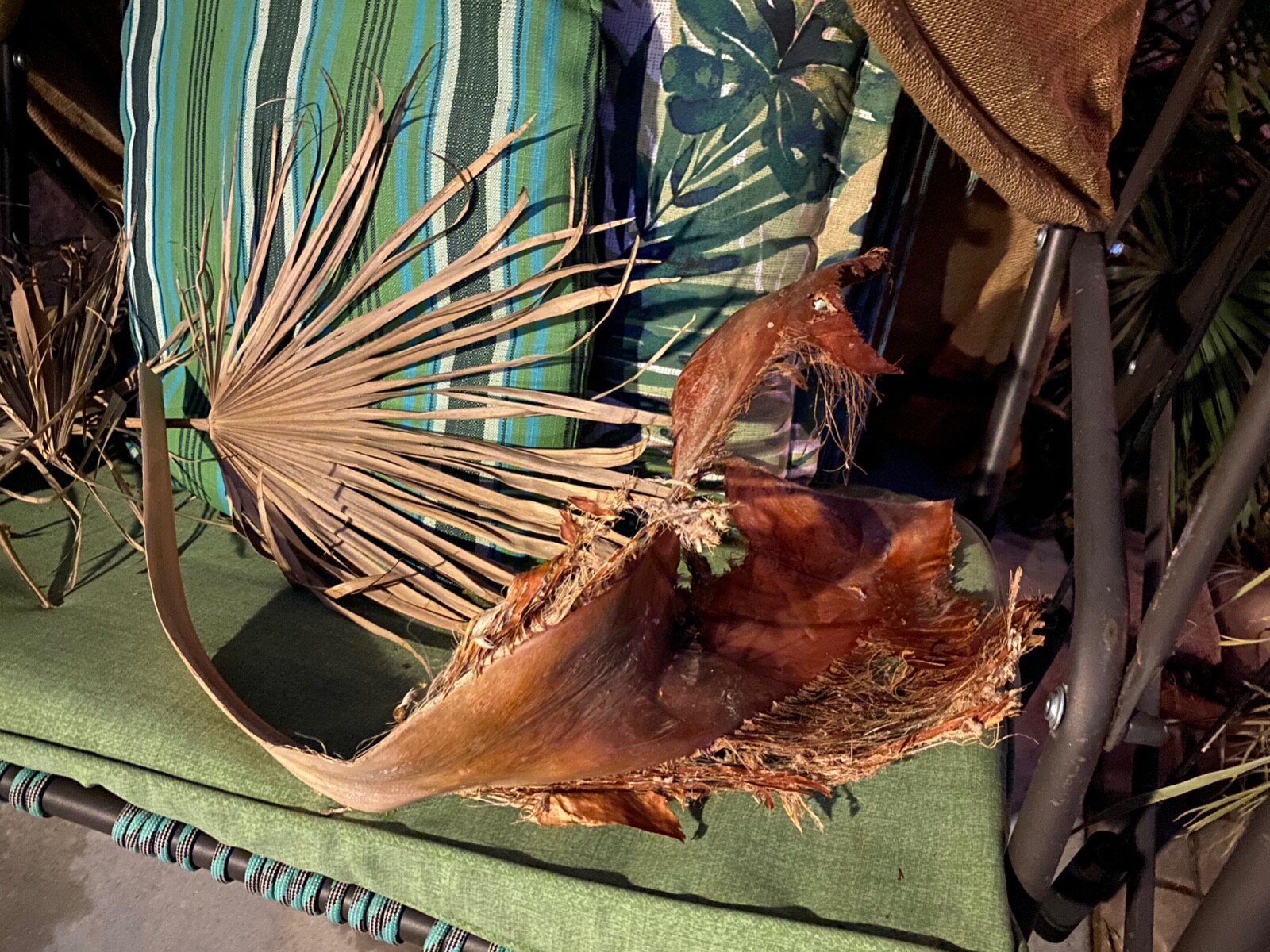 12 Fans!! $40 Dried Mexican Fan Palms, Plants,Natural decor, BOHO dried flowers,