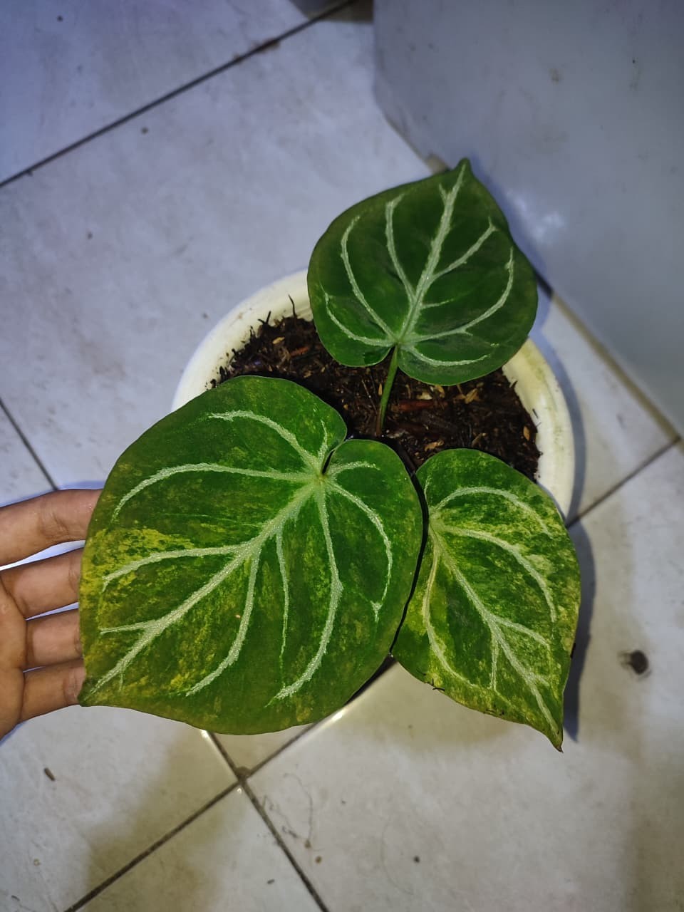 Anthurium King Of Spades x Dorayaki Silver Variegated Real Picture