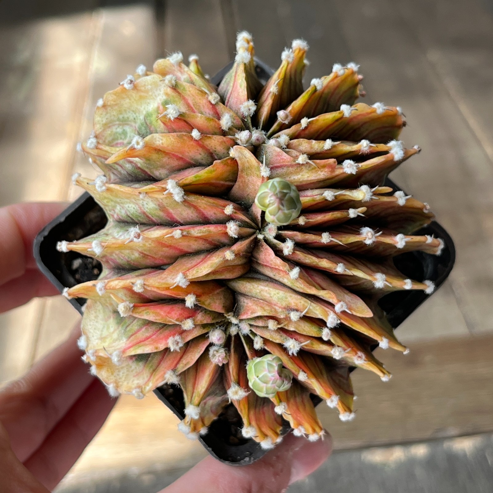 A4-2021 Gymnocalycium friedrichii LB2178, AGUA Dulce, cristata, grafted
