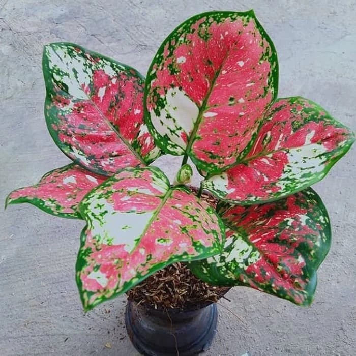 Real Picture Aglaonema Tricolor Beautiful Rare Plant