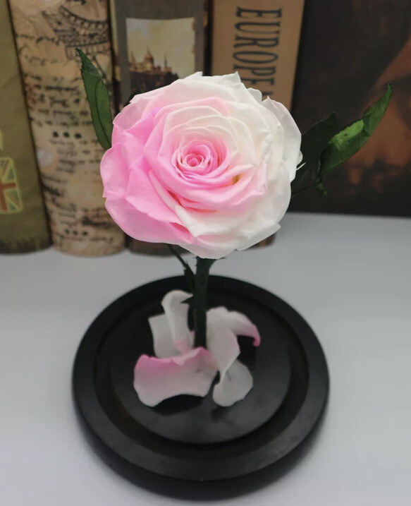 Preserved Pink Rose Flower Immortal in Glass Forever Fresh Rose Flower Eternal